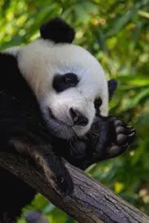 👋 55175619 panda, dier, slapen, schattig, natuur, wilde dieren telegram sticker