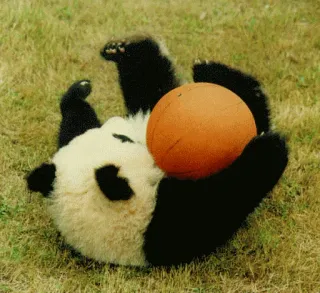 🏀 55d05066 Panda, Bal, Schattig, Dier, Gras, Spelen, Beer telegram sticker