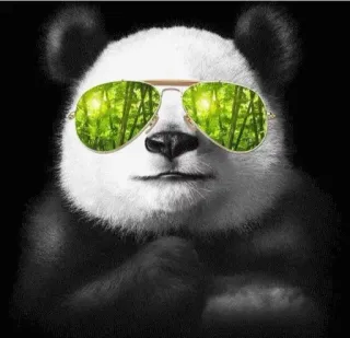 😎 609af868 panda, zonnebril, dier, cool, beer, cartoon, illustratie telegram sticker