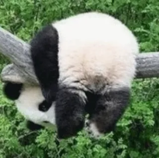 😞 6231195a Panda, Dier, Wilde dieren, Schattig, Boom, Natuur telegram sticker