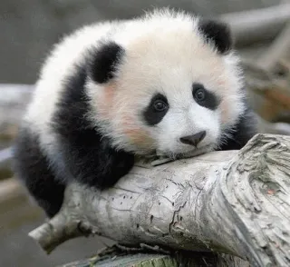 😔 64d32bc0 panda, dier, schattig, panda baby, beer telegram sticker