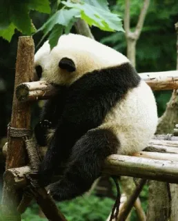 😞 67f9aa39 panda, dier, beer, slapen, lief, wilde dieren, natuur telegram sticker