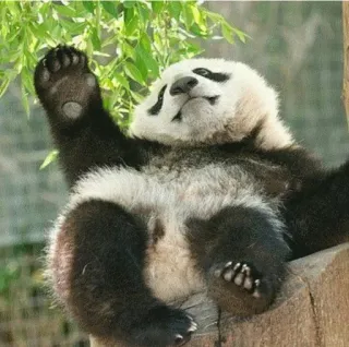🙌 7f9228cb panda, schattig, dier, beer, natuur, wilde dieren telegram sticker