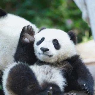 👋 8c2fe228 panda, dier, schattig, jong, zoogdier, wildlife telegram sticker