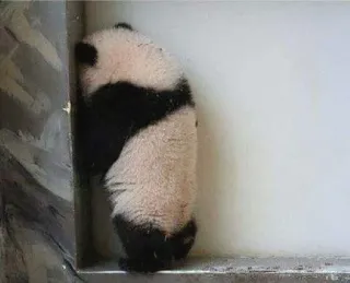 😔 9cae675d Panda, Welp, Dier, Schattig, Hoek telegram sticker