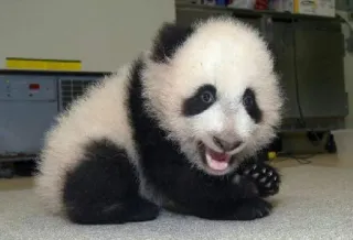 😂 ab4144d4 panda, dier, schattig, panda baby, welp, wildlife telegram sticker