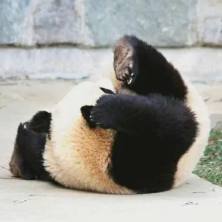 😄 bf544a6b Panda, Dier, Schattig, Beer telegram sticker