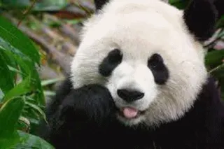 😛 d2aac3fc Panda, Dier, Schattig, Tong, Natuur, Wilde dieren telegram sticker