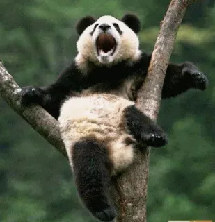 😮 eed6d56b Panda, Dier, Beer, Gapen, Boom, Natuur telegram sticker