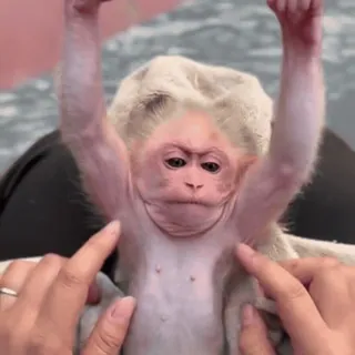 🤟 07b29503 猿, 動物, 子猿, かわいい, 霊長類 telegram sticker