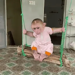 🎢 136b2fb5 猿, 動物, 霊長類, ブランコ, 可愛い, 赤ちゃん, 子供 telegram sticker