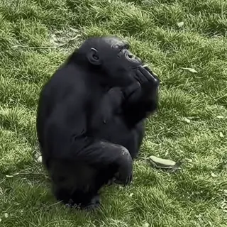 🚬 34ff34aa チンパンジー, 猿, 動物, 野生動物, 霊長類 telegram sticker