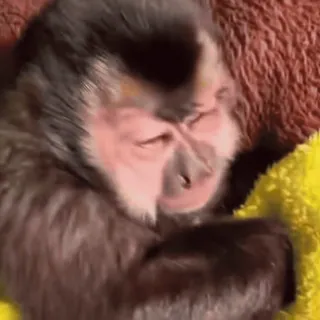 😴 3e6ce883 猿, 動物, 霊長類, かわいい, 野生動物, 哺乳類 telegram sticker