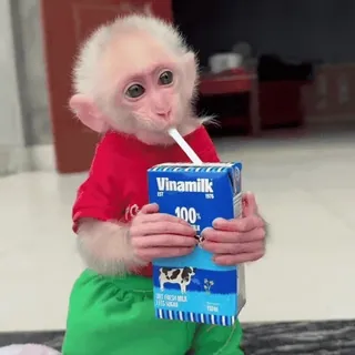 🥛 4a1068be Vinamilk サル, 動物, 飲み物, 牛乳, 子ザル, かわいい, Vinamilk telegram sticker