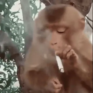🚬 52486163 猿, 喫煙, タバコ, 動物, 霊長類, 面白い telegram sticker