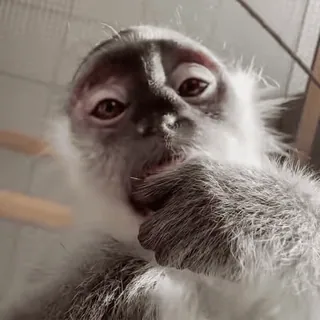 🐵 5fb1725a 猿, 動物, 霊長類, 可愛い telegram sticker