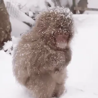 Обезьяны/Monkeys by @Ali_Express_Style telegram stickers