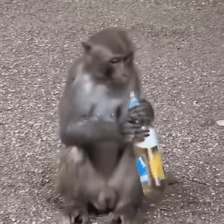 🍻 767e4d85 猿, 動物, ボトル, ビール, 飲む telegram sticker