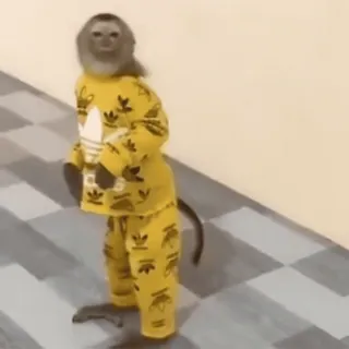 🕺 81bcb448 猿, 動物, 服, アディダス, かわいい, 霊長類 telegram sticker