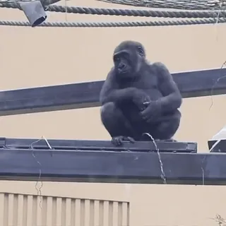 🖕 9480f2b3 ゴリラ, 類人猿, 動物, 動物園, 野生動物 telegram sticker