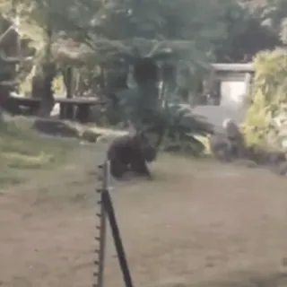 🏈 984c9c10 telegram sticker