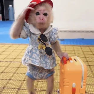 🏖 a768a804 猿, かわいい, 動物, 旅行, 赤い帽子, サングラス, スーツケース telegram sticker