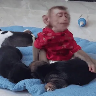 Обезьяны/Monkeys by @Ali_Express_Style telegram stickers