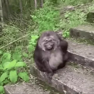 😊 d6c54331 類人猿, 猿, 動物, 野生動物, 霊長類, 自然, アウトドア telegram sticker