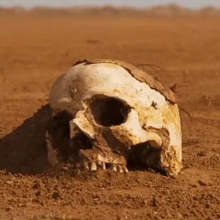 💀 33de4a13 teschio, ossa, morte, deserto, decadimento, scheletro, resti telegram sticker