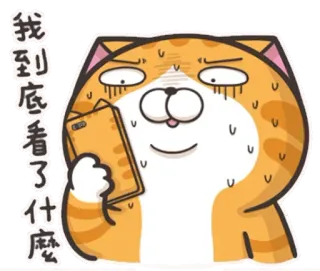 🙈 469f7e17 我到底看了什麽 Katze, verwirrt, Meme, orange, Handy, schwitzend, Ausdruck, lustig telegram sticker