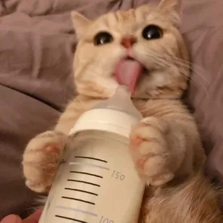 🌟 1eb8fc44 gatto, gattino, bottiglia, latte, leccare, carino, animale domestico telegram sticker