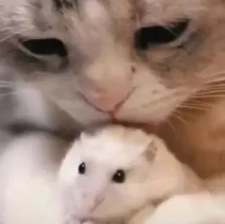 🌟 3946310b gatto, criceto, animale domestico, amicizia, animale, carino, animale da compagnia, mammifero telegram sticker