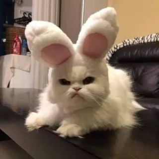 🌟 39a498a4 gatto, coniglio, animale domestico, animale, orecchie, pasqua telegram sticker