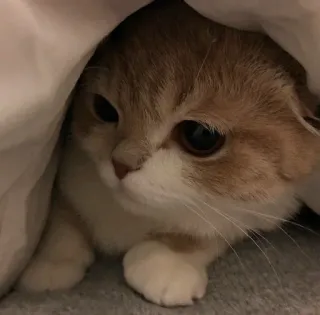 🌟 5f0403c6 gatto, gattino, carino, adorabile, animale, animale domestico telegram sticker