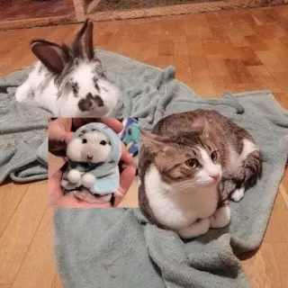 🌟 7c107614 coniglio, gatto, animale, animale domestico, carino, coniglietto, animale domestico telegram sticker