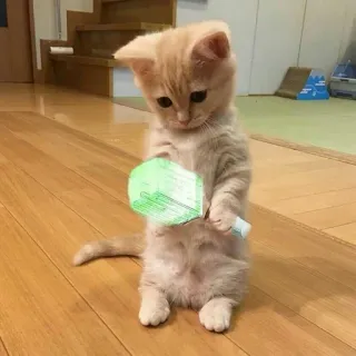 🌟 8ad54e7a gattino, gatto, carino, animale domestico, adorabile, animale telegram sticker