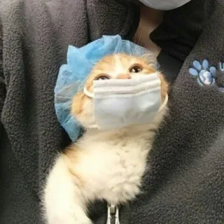 🌟 8e58345b gatto, mascherina chirurgica, animale, gattino, dottore, carino, animale domestico telegram sticker