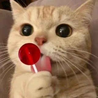 🌟 8faf3f2a gatto, lecca-lecca, animale domestico, animale, caramella telegram sticker