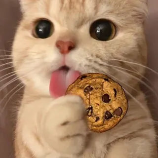 🌟 c571399c gatto, biscotto, carino, animale, animale domestico, lingua, cibo, dolce telegram sticker