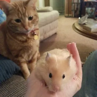 🌟 cd625ebd gatto, criceto, animale, animale domestico, mammifero, carino, domestico telegram sticker