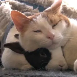 🌟 d383eeeb gatto, animale, animale domestico, animale domestico, affetto, carino telegram sticker