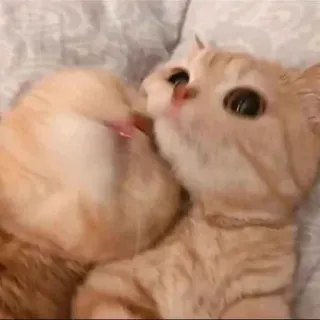 🌟 dde5d919 gatti, baciare, carino, animali, animali domestici, affettuoso telegram sticker