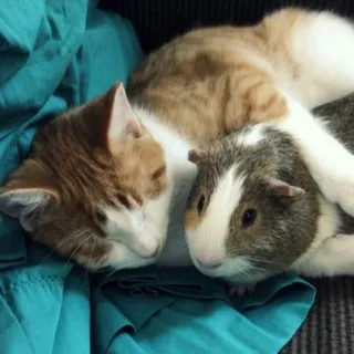 🌟 e3d0008c gatto, porcellino d'India, animali, animale domestico, amicizia, carino telegram sticker