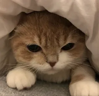 🌟 e4156385 gatto, gattino, carino, animale, animale domestico, coperta telegram sticker