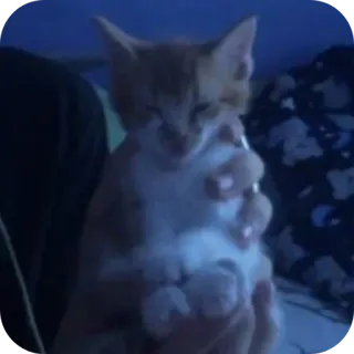 👍 2355d29b mèo con, mèo, thú cưng, động vật, dễ thương telegram sticker