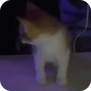 🐱 e0478876 mèo, mèo con, động vật, thú cưng, vật nuôi, mèo telegram sticker