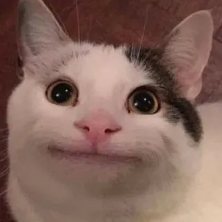 🙂 27f1bd4a gato, animal de estimação, animal, fofo, meme telegram sticker