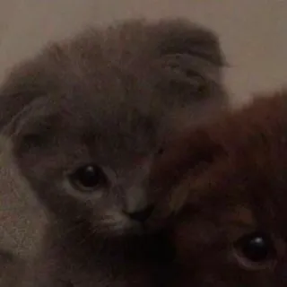 😕 29574182 gatinho, gato, animal, animal de estimação, fofo, animal doméstico telegram sticker