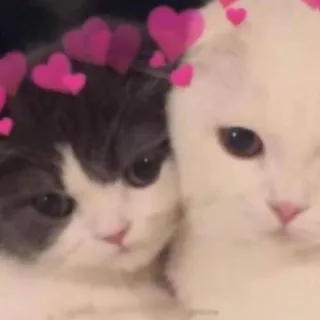 💗 2a4512d7 gato, gatos, gatinho, gatinhos, animal de estimação, animais de estimação, animal, animais, coração, corações telegram sticker