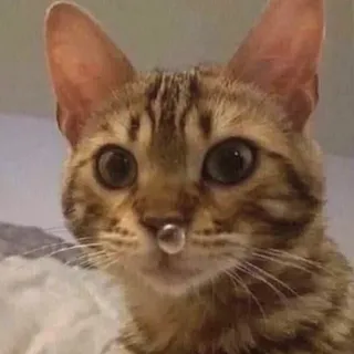 🤧 381464ac gato, animal, animal de estimação, fofo, engraçado, meme telegram sticker